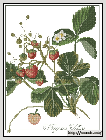 Download embroidery patterns by cross-stitch  - Fragaria vesca