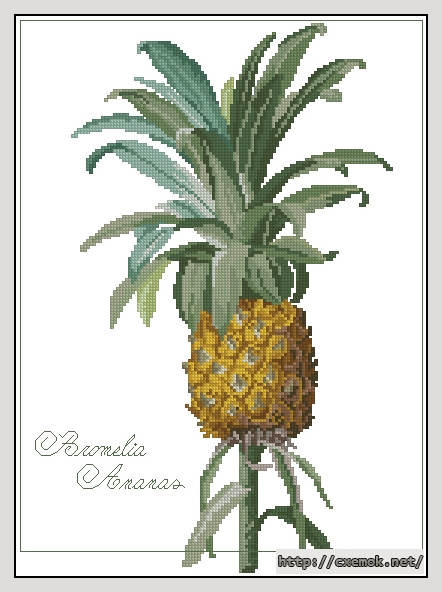 Download embroidery patterns by cross-stitch  - Bromelia ananas