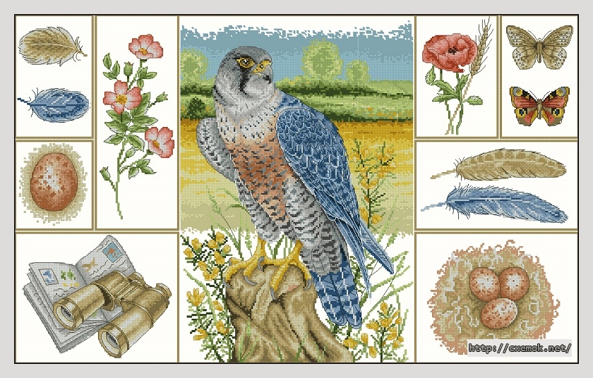 Download embroidery patterns by cross-stitch  - Peregrin falcon study, author 
