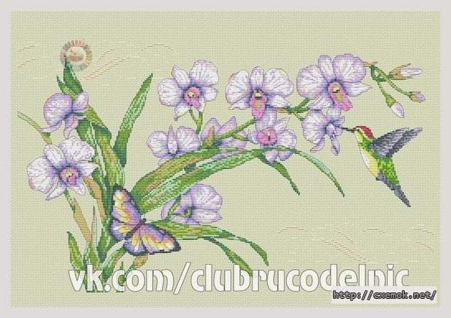 Download embroidery patterns by cross-stitch  - Орхидеи и колибри