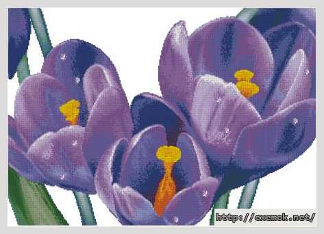 Download embroidery patterns by cross-stitch  - Крокусы