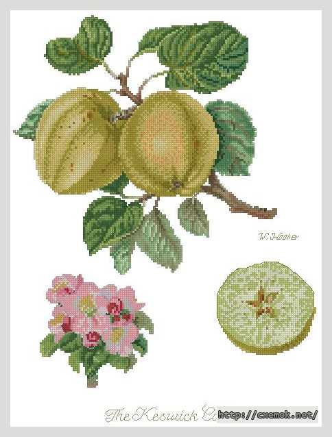 Download embroidery patterns by cross-stitch  - Айва