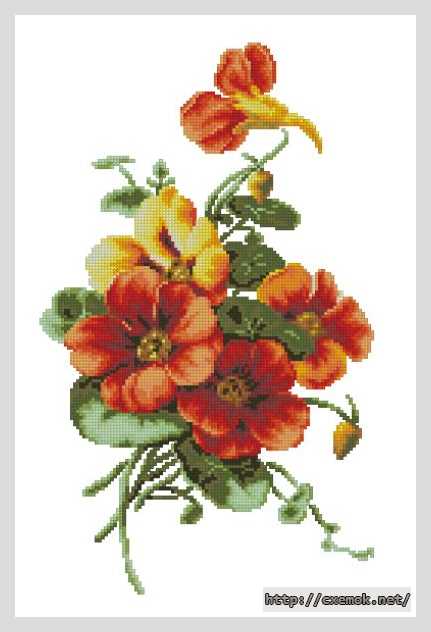 Download embroidery patterns by cross-stitch  - Настурция