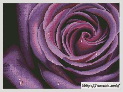 Завантажити схеми вишивки нитками / хрестом  - Фиолетовая роза