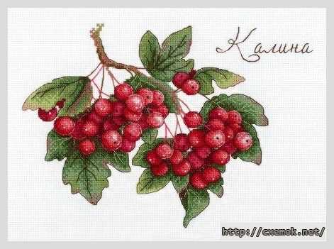 Download embroidery patterns by cross-stitch  - Калина