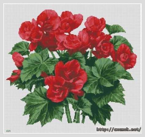 Download embroidery patterns by cross-stitch  - Бегония