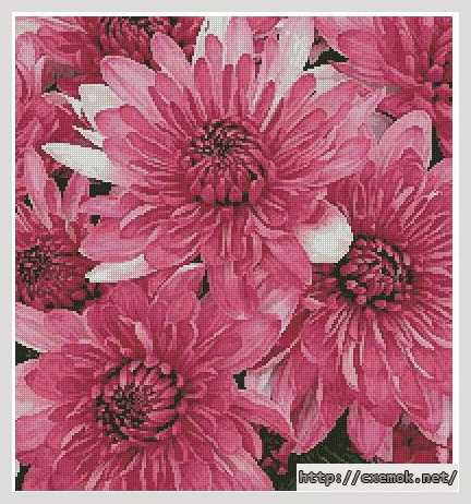 Download embroidery patterns by cross-stitch  - Розовые хризантемы