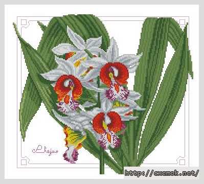 Завантажити схеми вишивки нитками / хрестом  - Орхидея