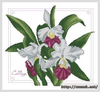Download embroidery patterns by cross-stitch  - Орхидея