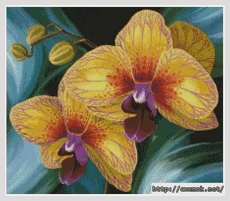 Download embroidery patterns by cross-stitch  - Желтая орхидея