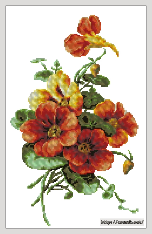 Download embroidery patterns by cross-stitch  - Настурция, author 