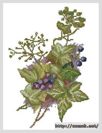 Download embroidery patterns by cross-stitch  - Плющ