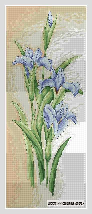 Download embroidery patterns by cross-stitch  - Голубые ирисы
