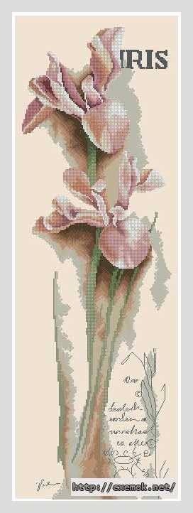 Download embroidery patterns by cross-stitch  - Ирис (панель)