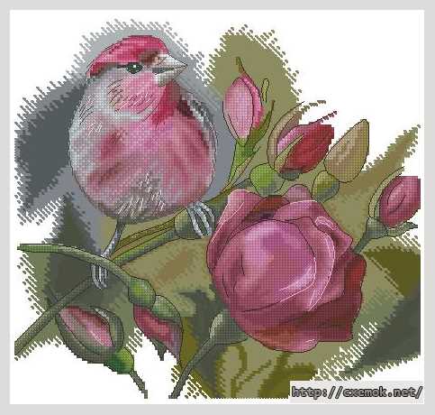 Download embroidery patterns by cross-stitch  - Птичка и розы