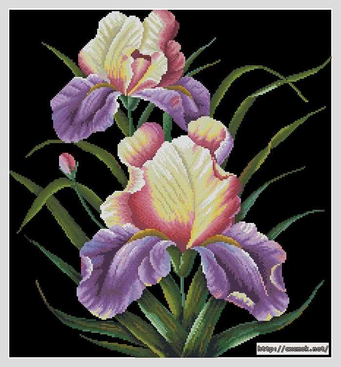 Download embroidery patterns by cross-stitch  - Ирисы