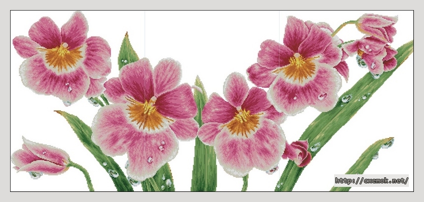 Download embroidery patterns by cross-stitch  - Cymbidium, author 