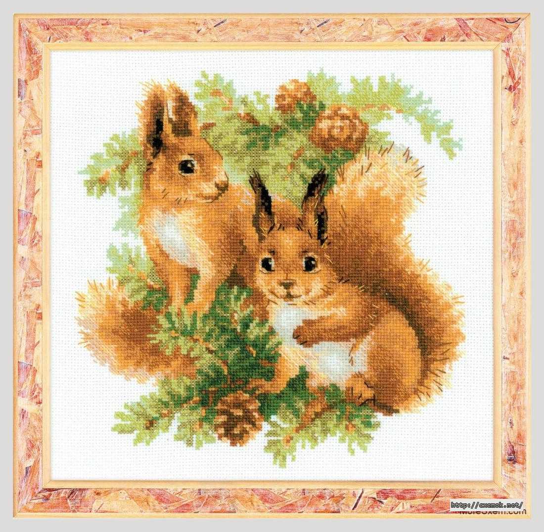 Download embroidery patterns by cross-stitch  - Белки