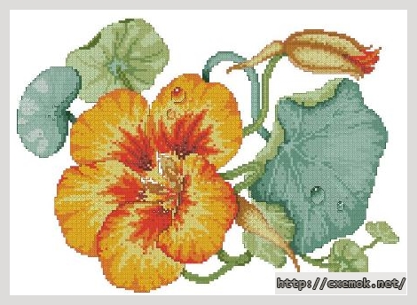 Download embroidery patterns by cross-stitch  - Country nasturtium