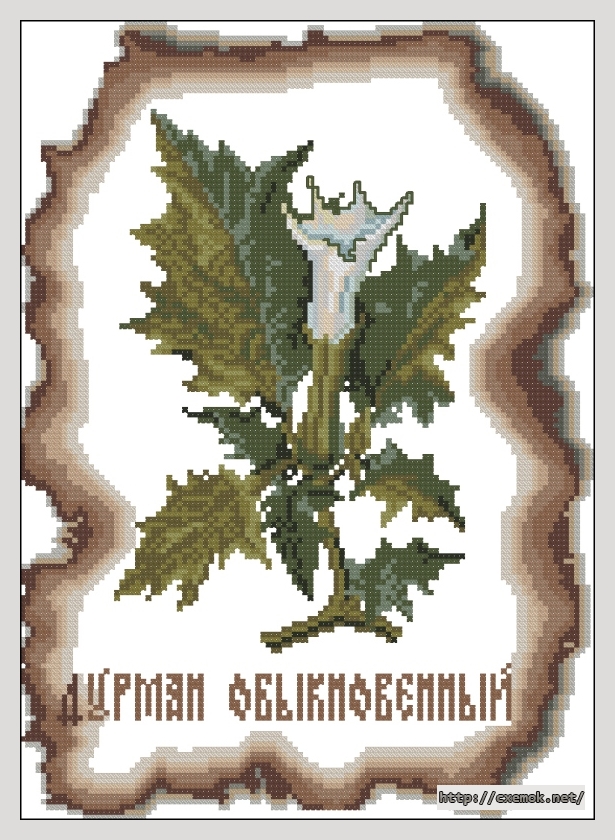 Download embroidery patterns by cross-stitch  - Дурман обыкновенный, author 