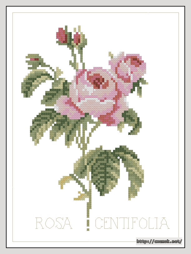 Download embroidery patterns by cross-stitch  - Rosa centifolia, author 