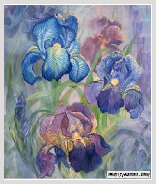 Download embroidery patterns by cross-stitch  - Qs iris, author 