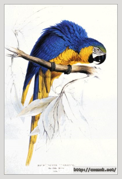 Скачать схемы вышивки нитками / крестом  - Blue and yellow macaw, автор 