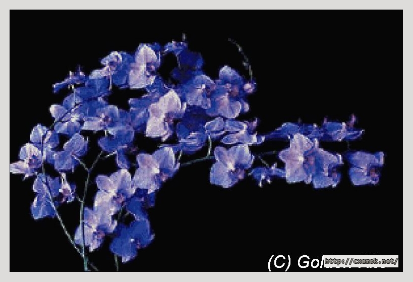 Скачать схемы вышивки нитками / крестом  - Orchid doritanopsis `coral gleam`, автор 
