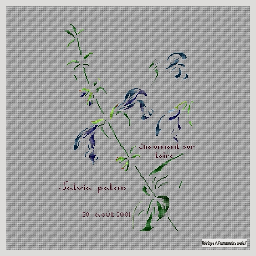 Скачать схемы вышивки нитками / крестом  - Salvia patens, автор 