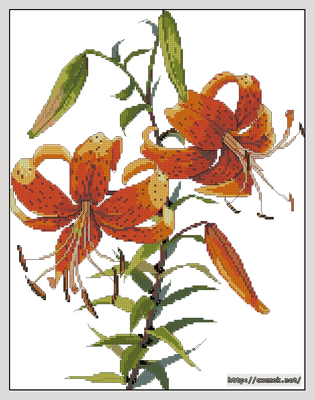 Download embroidery patterns by cross-stitch  - Tiger lily, author 