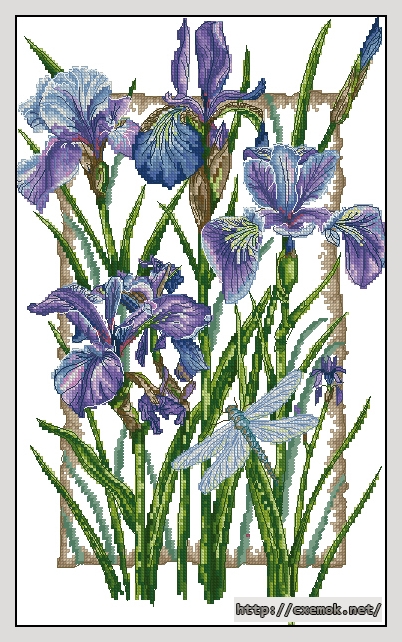 Download embroidery patterns by cross-stitch  - Iris, author 