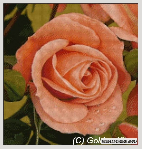 Download embroidery patterns by cross-stitch  - New pink rose, author 