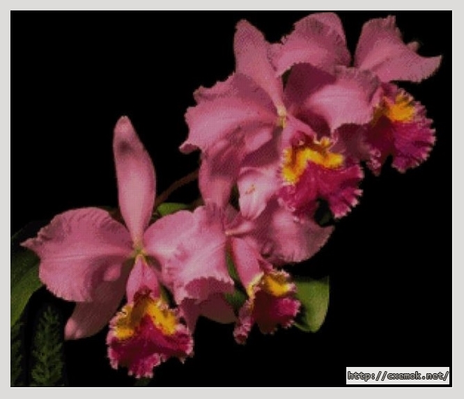 Скачать схему вышивки нитками Orchid pink, автор 