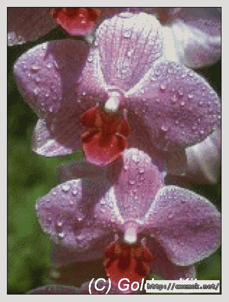 Download embroidery patterns by cross-stitch  - Pink phals, author 