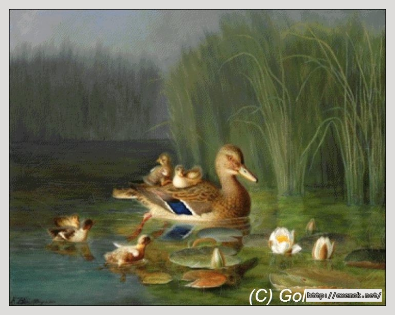 Download embroidery patterns by cross-stitch  - Wild duck with its ducklings, author 
