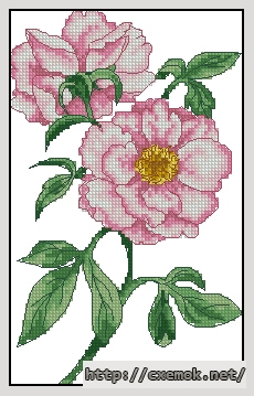 Download embroidery patterns by cross-stitch  - Peony, author 