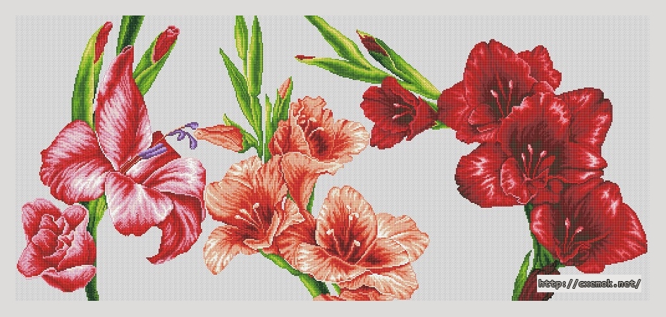 Download embroidery patterns by cross-stitch  - Gladiolus, author 