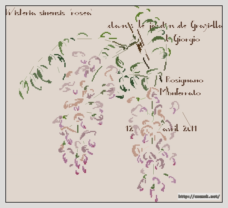 Download embroidery patterns by cross-stitch  - La glycine de graziella, author 