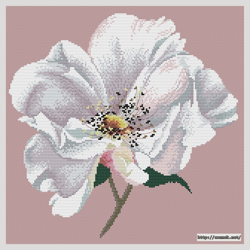 Download embroidery patterns by cross-stitch  - Wild rose, author 