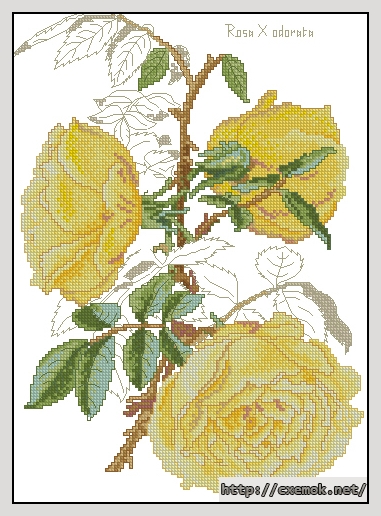 Завантажити схеми вишивки нитками / хрестом  - Antique rose