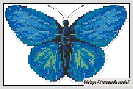 Скачать схемы вышивки нитками / крестом  - A butterfly aldania raddei, автор 