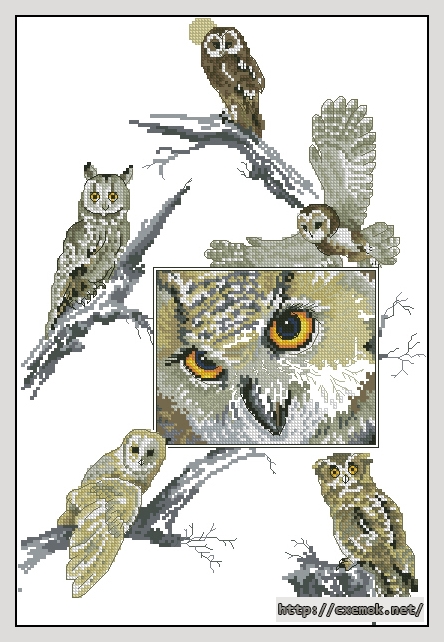 Скачать схему вышивки нитками Eyes of the owl, автор 