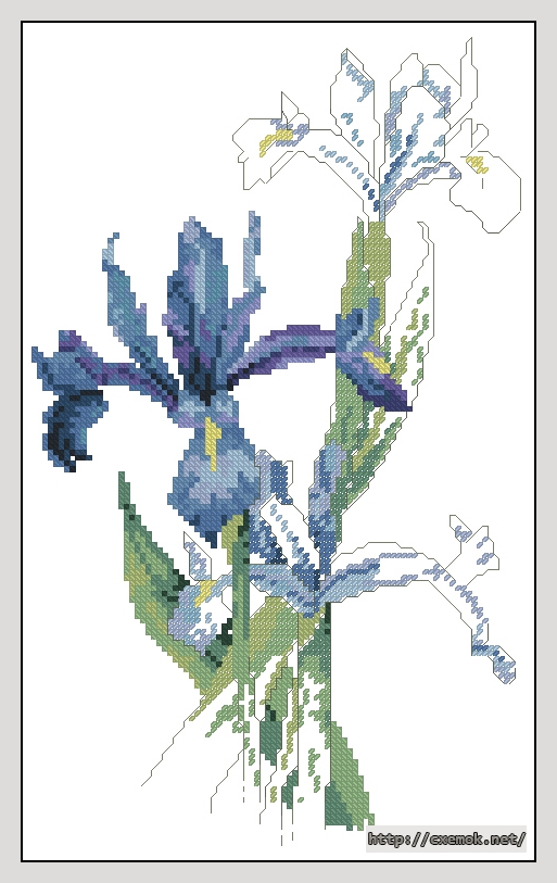 Download embroidery patterns by cross-stitch  - Dutch iris, author 