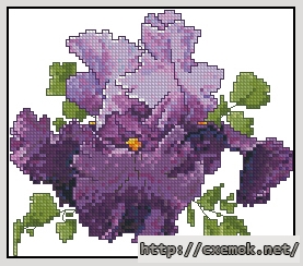 Завантажити схеми вишивки нитками / хрестом  - Jackie''s purple iris, автор 