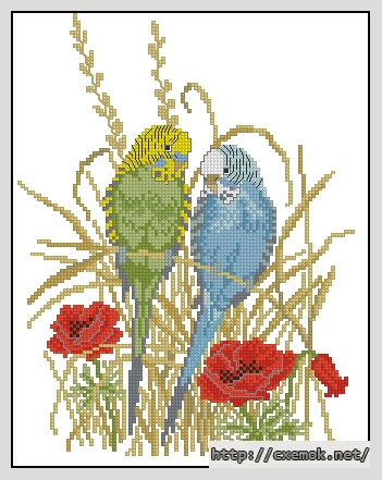 Download embroidery patterns by cross-stitch  - Budgerigar, author 