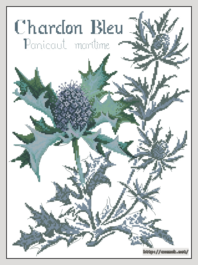 Download embroidery patterns by cross-stitch  - Thistle, author 