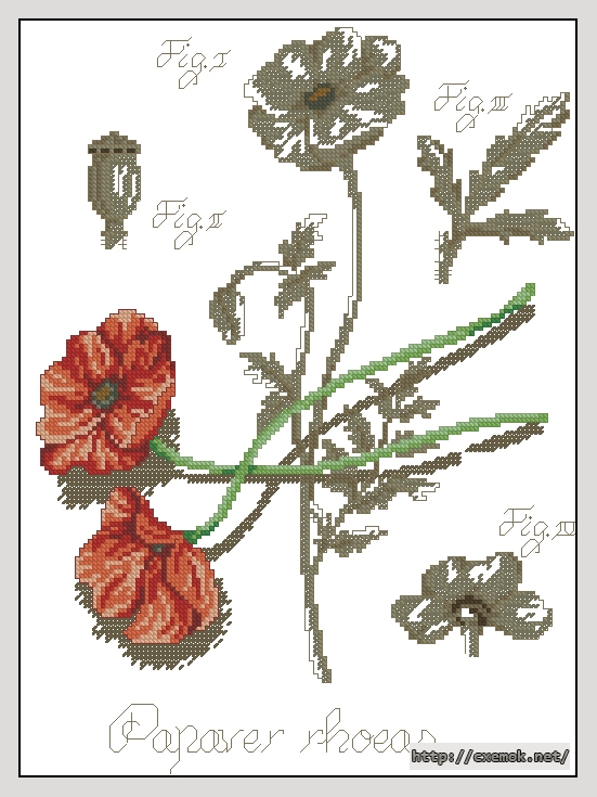 Download embroidery patterns by cross-stitch  - Papaver, author 