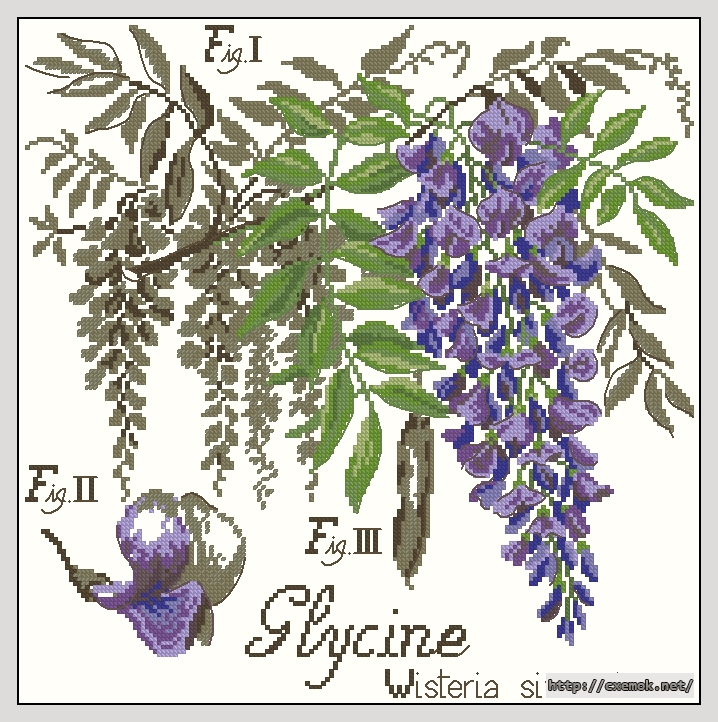 Download embroidery patterns by cross-stitch  - Glycine, author 
