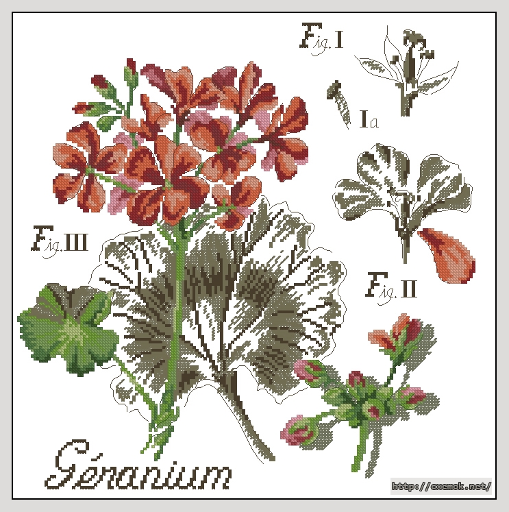 Download embroidery patterns by cross-stitch  - Geranium, author 