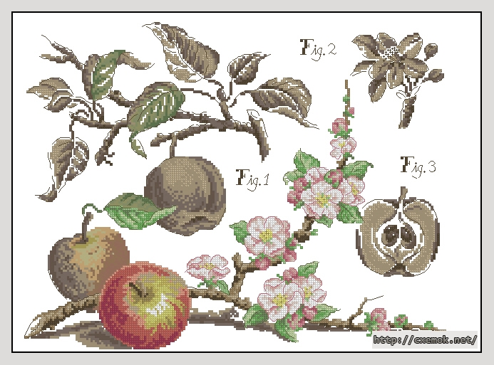 Download embroidery patterns by cross-stitch  - Apple, author 
